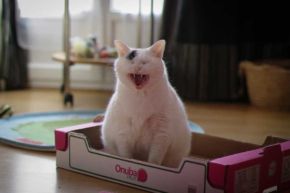 英超激烈冲刺：每一瞬都令人屏息！，英超有多激烈